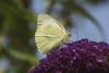 Pieris brassicae